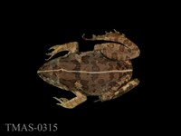 藏品(澤蛙)的圖片